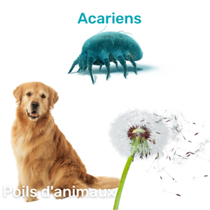 acariens, poils d'animaux, pollen